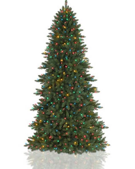Berkshire Mountain Fir Tree- child-1